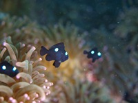 大瀬崎 岬の先端