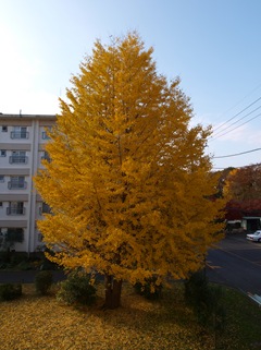 銀杏