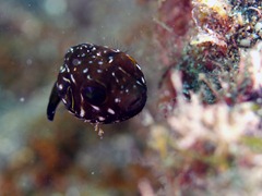 サザナミフグの幼魚
