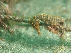 タカクラタツ